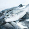 Frozen Fish